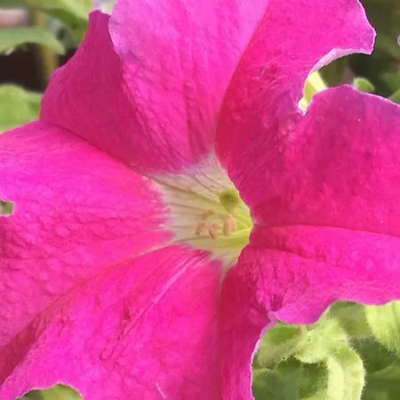 Rosehouse Daire Cefalù